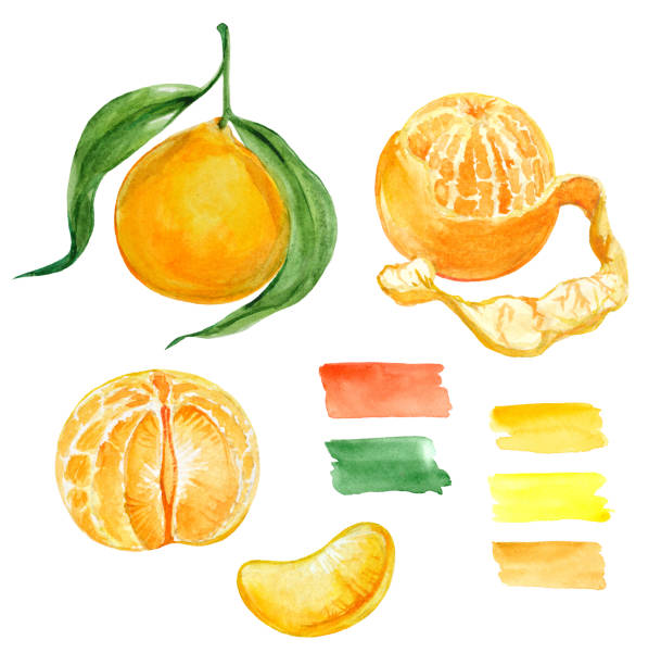 Set of hand drawn watercolor mandarins and oranges fruit