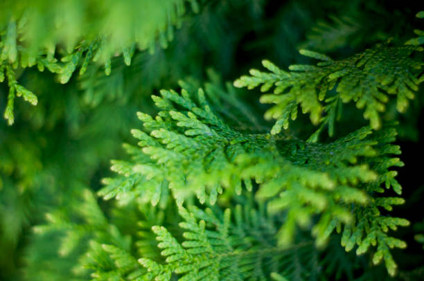 istock Background green landscape abstract coniferous tree branch on a warm day 988649044