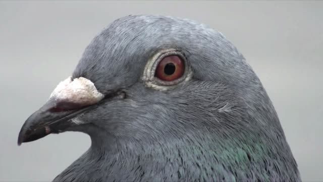 Pigeon Macro