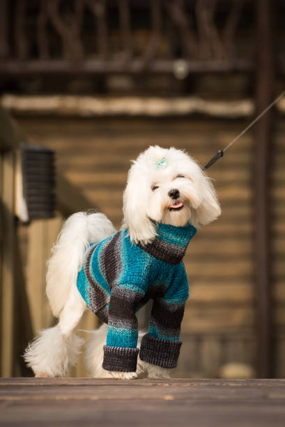 istock Little dog in clothes 988669766