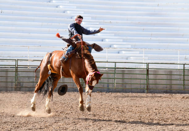 istock Rodeo Cowboy Practices Riding Bucking Brono For Utah Rodeo Event 988670226