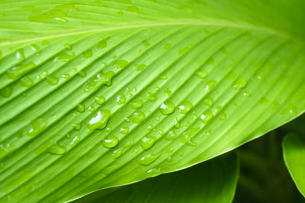 istock close up beautiful green leaf rain water drop 988670822