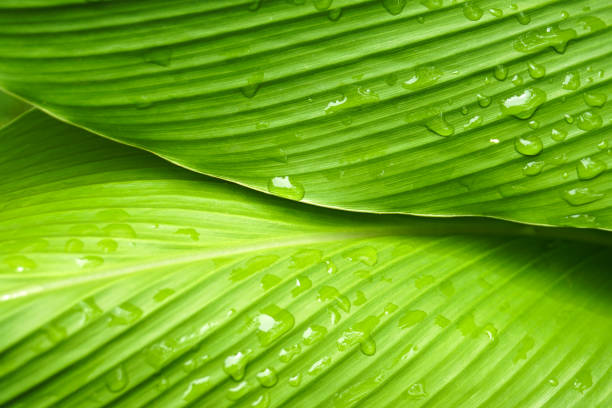 istock close up beautiful green leaf rain water drop 988670966