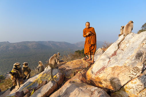 The Buddhist monk - the pilgrim, photographs family of monkeys - langur, on the mountain of Gridhakuta Vulture, in Rajgir, India, on February 1, 2014