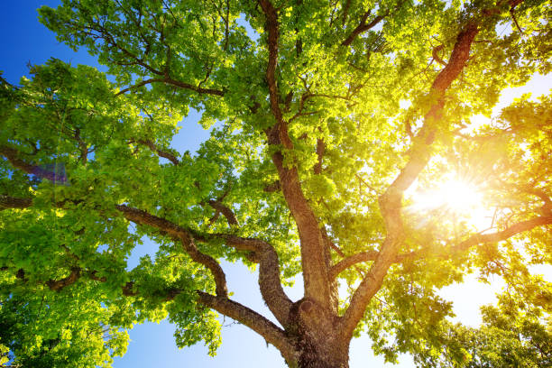 листва дерева в утреннем свете - oak tree фотографии стоковые фото и изображения