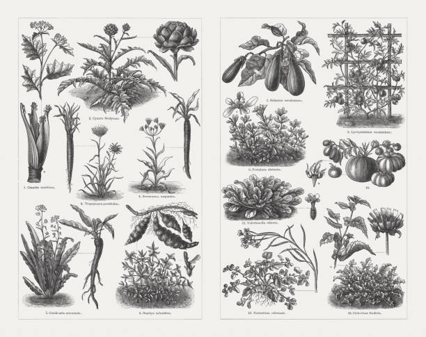 야채, 나무 조각, 1897 년에 출판 - eggplant vegetable vegetable garden plant stock illustrations