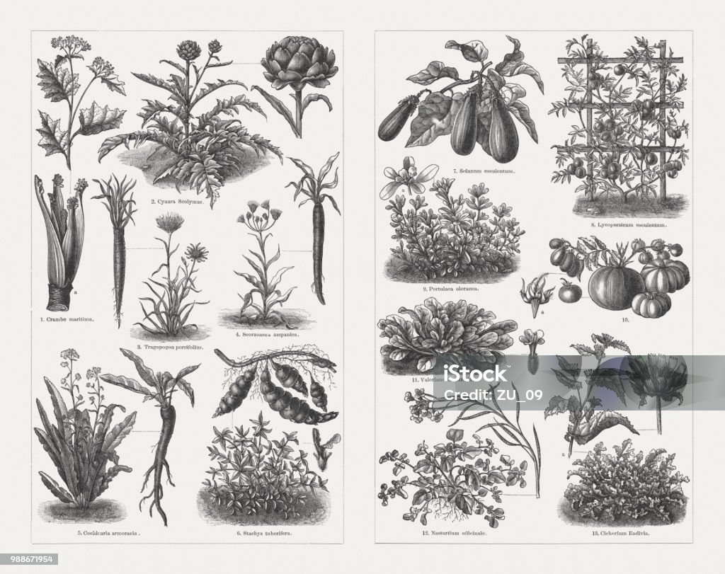 Vegetables, wood engravings, published in 1897 Vegetables, left side: 1) Sea kale (Crambe maritima) and bleached sprout (a); 2) Artichoke (Cynara cardunculus, or Cynara scolymus) with blossom head (right); 3) Purple salsify (Tragopogon porrifolius) with root (left); 4) Black salsify (Scorzonera hispanica) with root (right); 5) Horseradish (Armoracia rusticana, or Cochlearia armoracia) with root (right); 6) Crosne (Stachys affinis, or Stachys tuberifera) with tubers (crosnes, top) and blossom; 7) Eggplant (Solanum melongena, or Solanum esculentum); 8) Tomatoes (Solanum lycopersicum, or Lycopersicum esculentum); 9) Purslane (Portulaca oleracea) and blossom (a); 10) Different tomatoes fruits with blossom (a); 11) Corn salad (Valerianella locusta, or Valerianella olitoria) with blossom (right); 12) Watercress (Nasturtium officinale) with blossom and fruits (right); 13) Endive (Cichorium endivia) with flowering branch (a) and blossom head. Wood engravings, published in 1897. Botany stock illustration