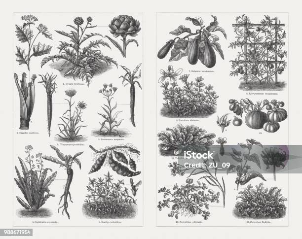 Vegetables Wood Engravings Published In 1897 Stock Illustration - Download Image Now - Botany, Illustration, Tomato