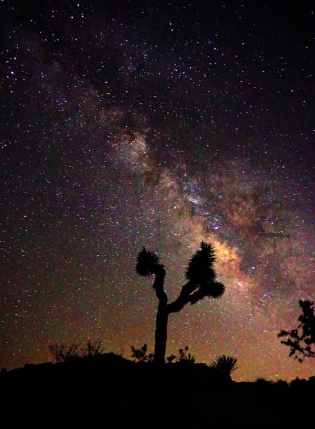 istock Milkyway over Joshua Tree 988675248