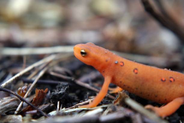 istock Newt - Macro - Photography 988677024