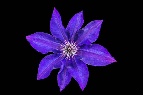 istock Beautiful violet clematis flower 988693870
