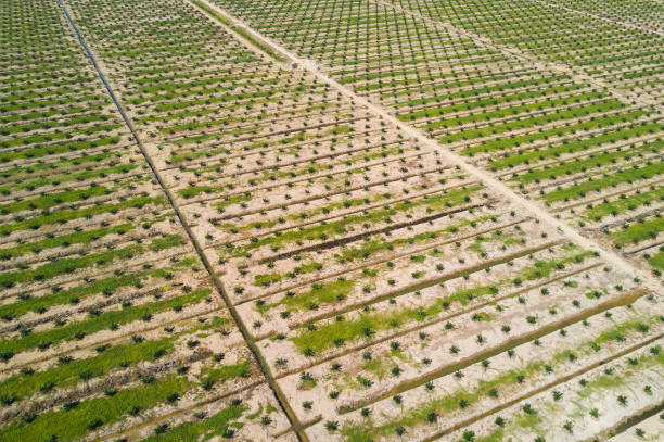 istock Arial view of palm plantation with dramatic blue sky at background. 988694370