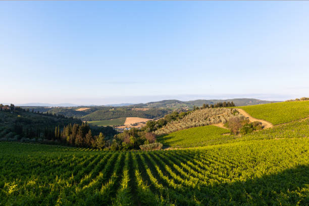 istock Chianti vineyards near Florence, Italy 988702252