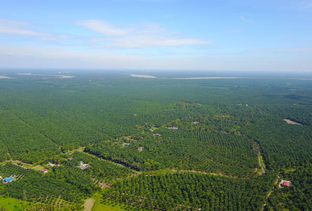 istock Arial view of palm plantation with dramatic blue sky at background. 988703848