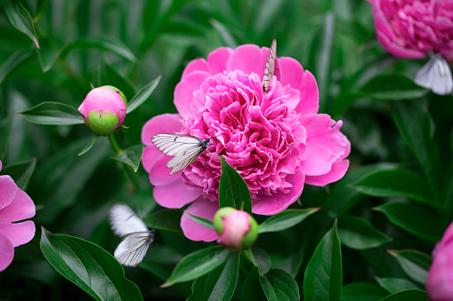 Butterflies Piridae fly and drink nectar from the flowers of the bush of a purple peony