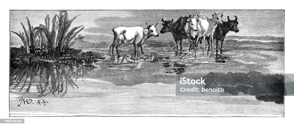 Cows in the marsh Cows in the marsh - Scanned 1884 Engraving 19th Century stock illustration