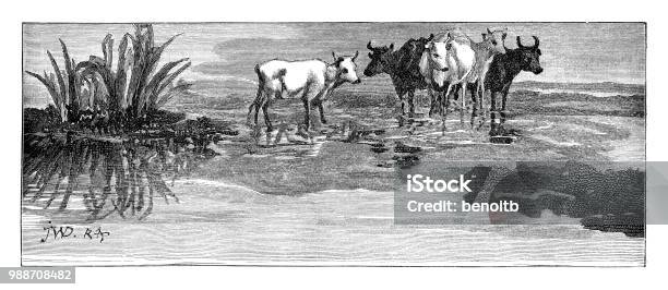 Cows In The Marsh Stock Illustration - Download Image Now - 19th Century, 19th Century Style, Animal