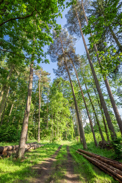 istock Amazing green forest in the summer, Poland 988718934