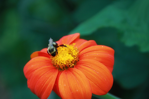 Close up of a bright ogange Mexican Sunflower - Tithonia - with a bee collecting pollen.