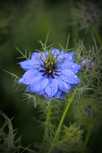 Close up of Blue Nigella blossom with feathery foliage and covered with dew drops.