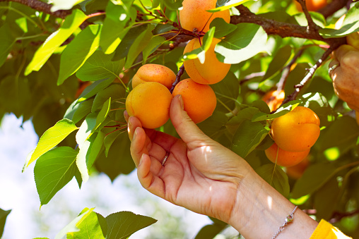 Harvesting apricots from tree.