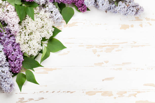 istock Colorful lilac flowers 988729538