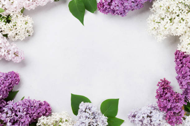 istock Colorful lilac flowers 988729838