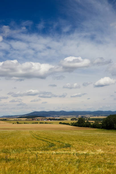 istock wheat field before harvest in countryside, beautiful sky 988730156