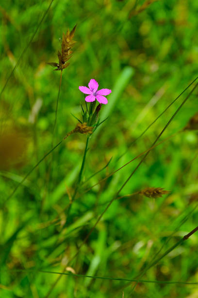 istock Deptford Pink (Dianthus armeria) wildflower 988733850