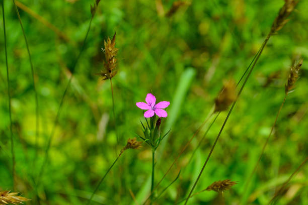 istock Deptford Pink (Dianthus armeria) wildflower 988733876