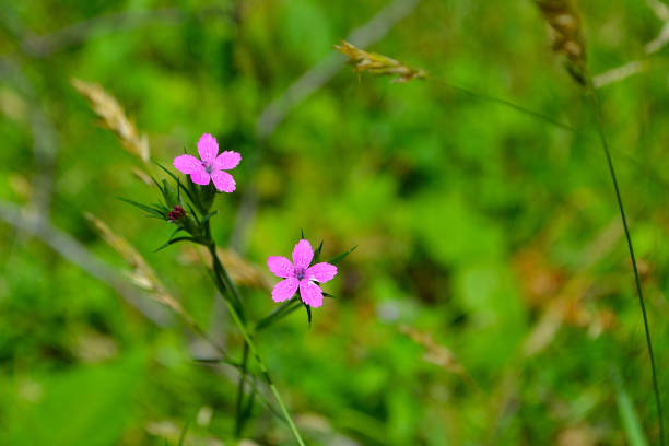 istock Deptford Pink (Dianthus armeria) wildflowers 988733922