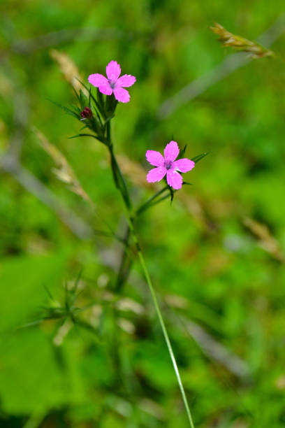 istock Deptford Pink (Dianthus armeria) wildflowers 988733936