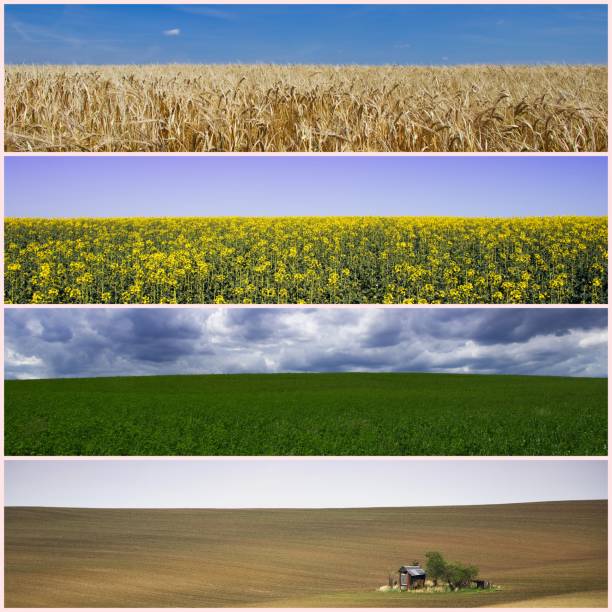 istock collage of various field, agriculture concept 988734742