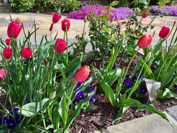 istock Spring blooms at a park in Washington, D.C. 988735022