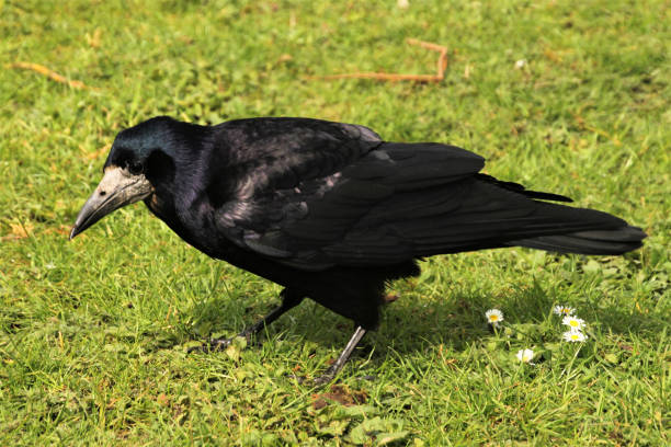 istock A view of a Rook looking for food 988740112