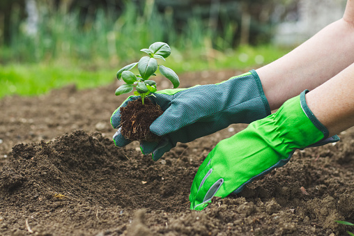 Planting in the garden