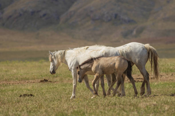 istock Wild Horse Mare and Foal 988745848