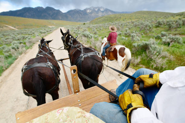 Large work horse pulling trolley. Mennonite farm tours