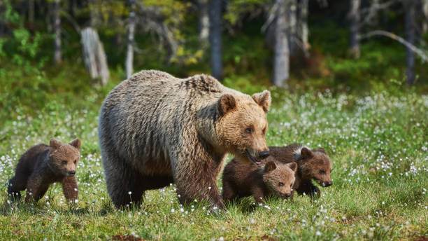 istock Female brown bear and her cubs 988771380
