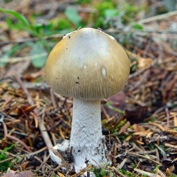 istock Amanita submembranacea mushroom 988772182