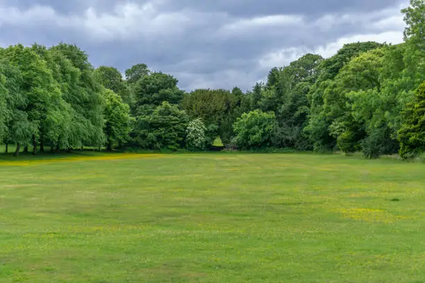 The lawns and surrounding trees at Eglinton Park Irvine in summer with buttercups in abundance.