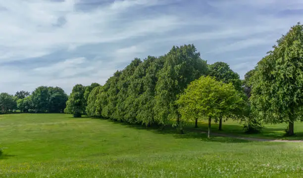 The lawns and surrounding trees at Eglinton Park Irvine in summer.