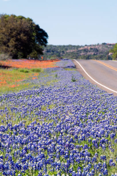 istock Texas Road lined with Bluebonnets and Paintbrush Flowers 988778732
