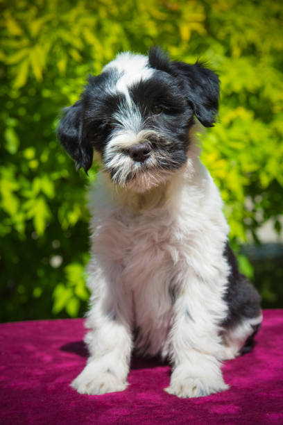 istock funny Tibetan Terrier puppy is sitting on nature 988779924