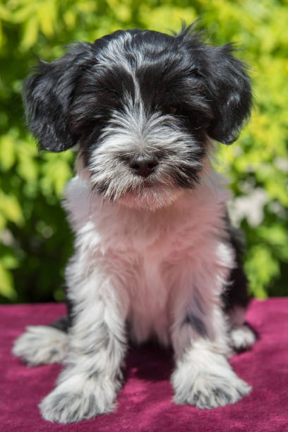 istock funny Tibetan Terrier puppy is sitting on nature 988779984