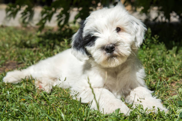istock funny Tibetan Terrier puppy is lying in the grass 988780026