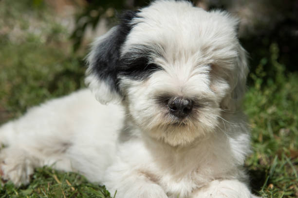 istock funny Tibetan Terrier puppy is lying in the grass 988780040