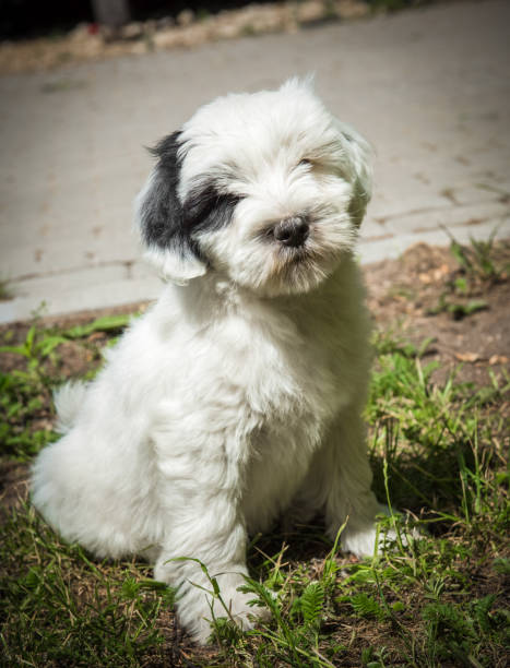 istock funny Tibetan Terrier puppy is sitting on nature 988780082
