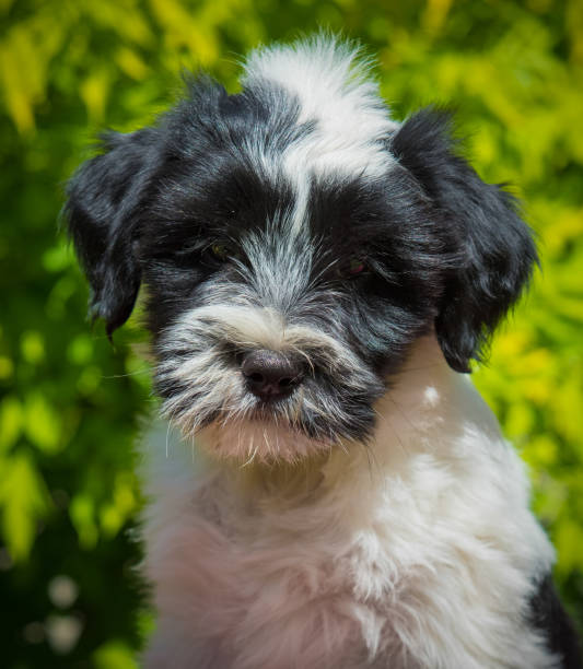 istock funny Tibetan Terrier puppy is sitting on nature 988780340
