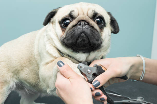Woman cuts the claws of a pug breed dog. Woman's hands cuts the claws of a pug breed dog. bristle animal part photos stock pictures, royalty-free photos & images